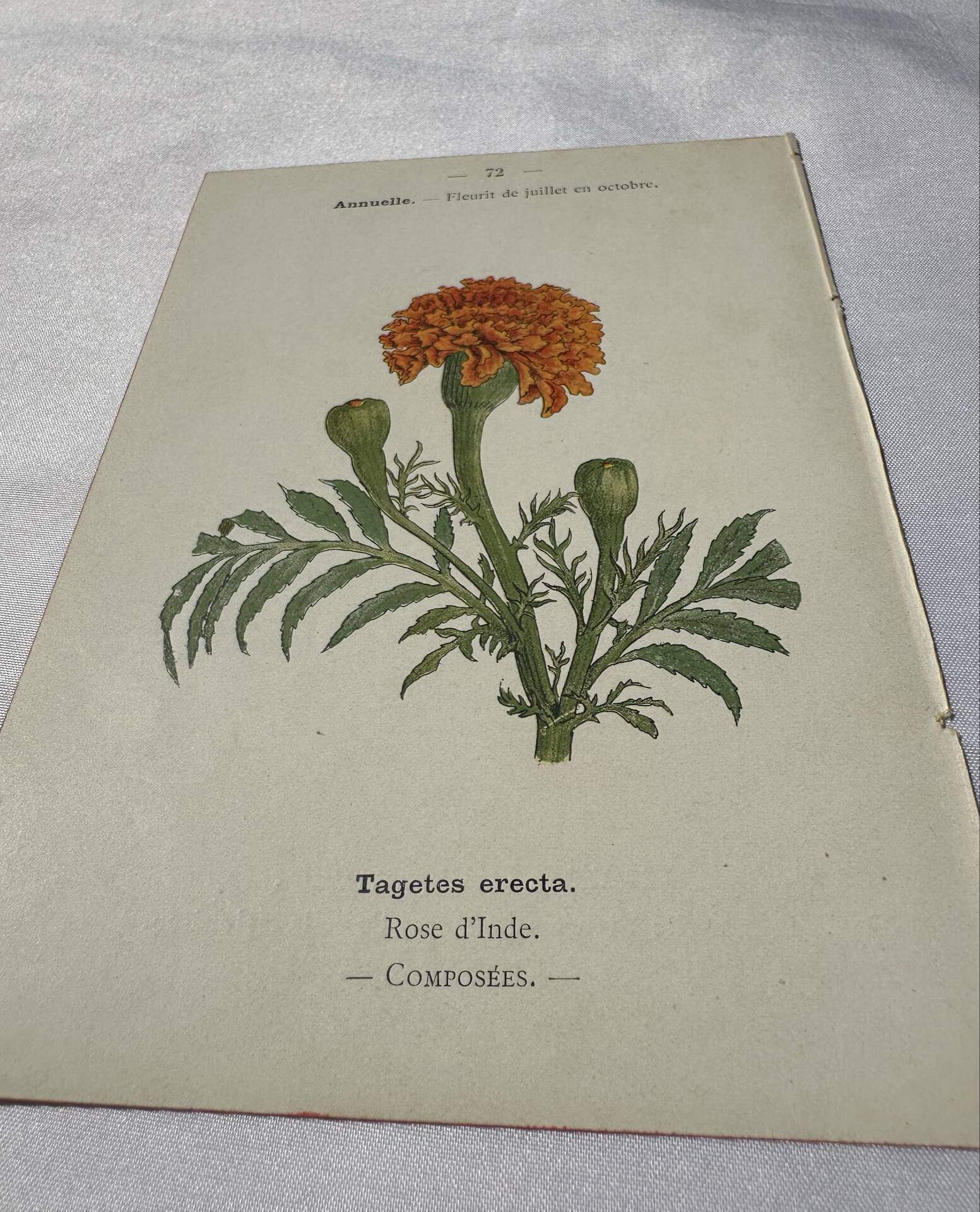 🌿 Botanical Plate Old Naturalist Engraving 19th Century Double-Sided