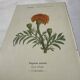 🌿 Botanical Plate Old Naturalist Engraving 19th Century Double-Sided