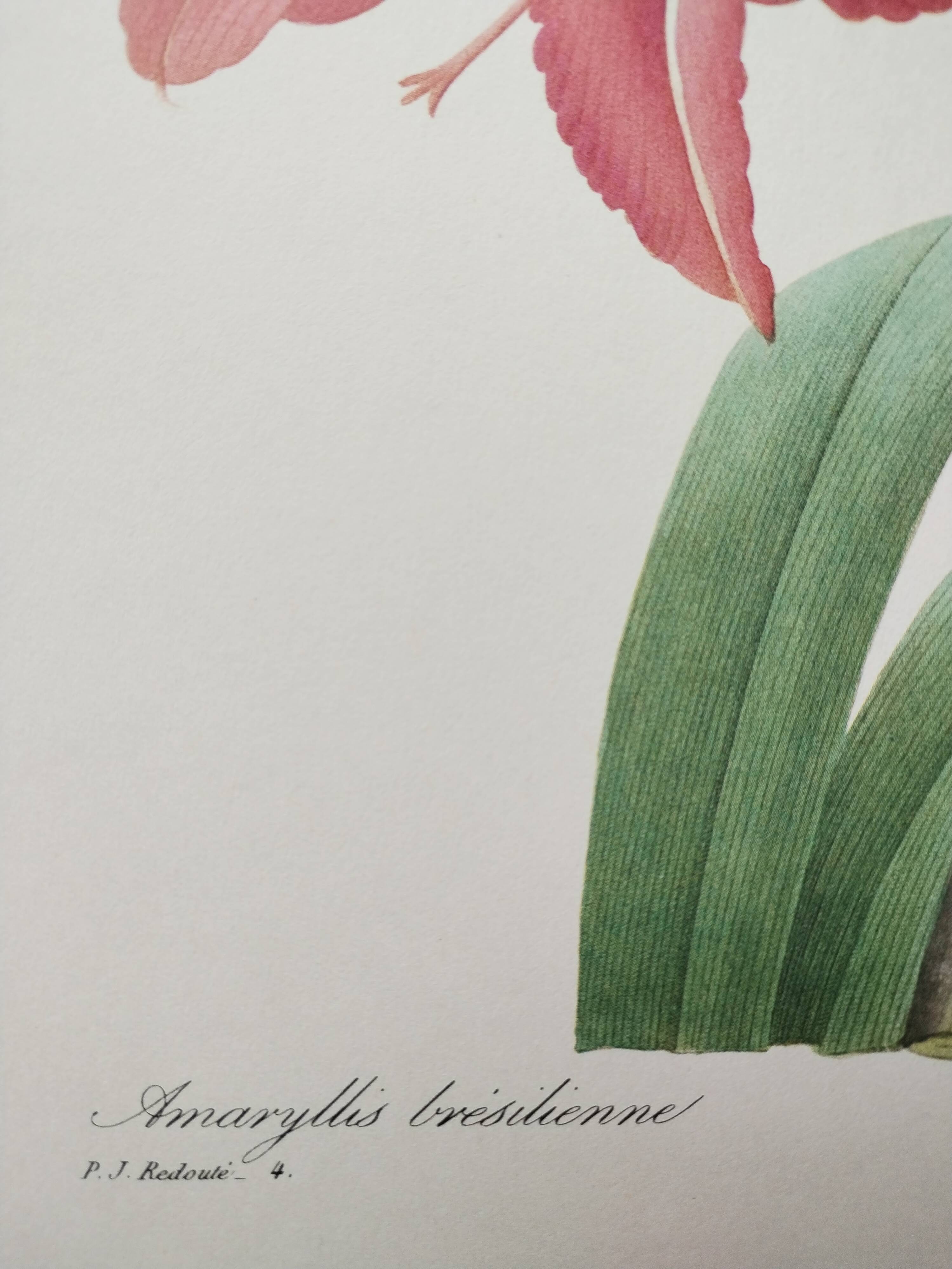 Original illustrated plate Brazilian Amaryllis
