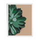 Illustration "Succulent #1" by Noums Atelier