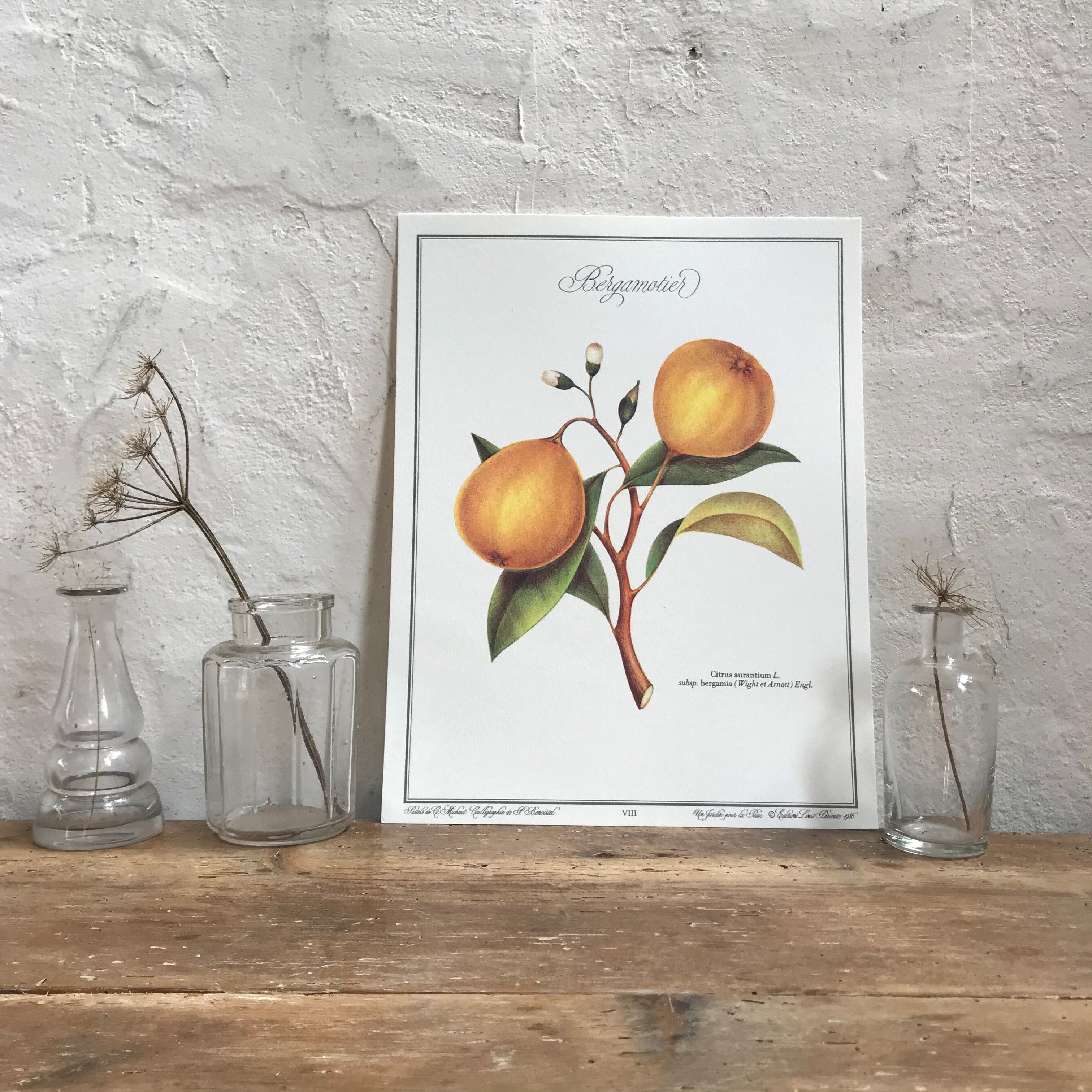 Botanical plank the Bergamotier