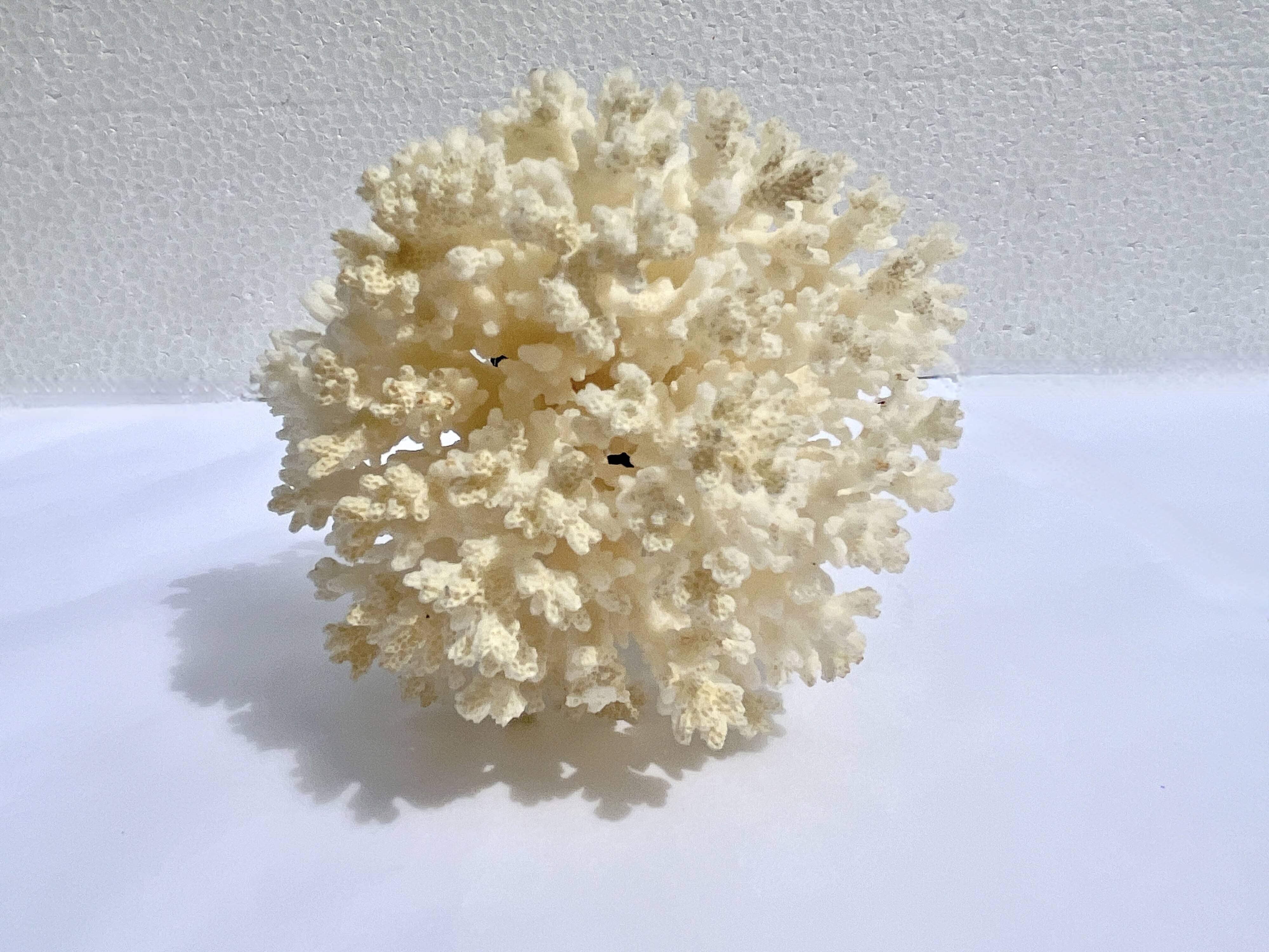 Corail blanc naturel sur socle en bois tourné napoléon iii xixe cabinet de curiosités