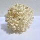 Corail blanc naturel sur socle en bois tourné napoléon iii xixe cabinet de curiosités