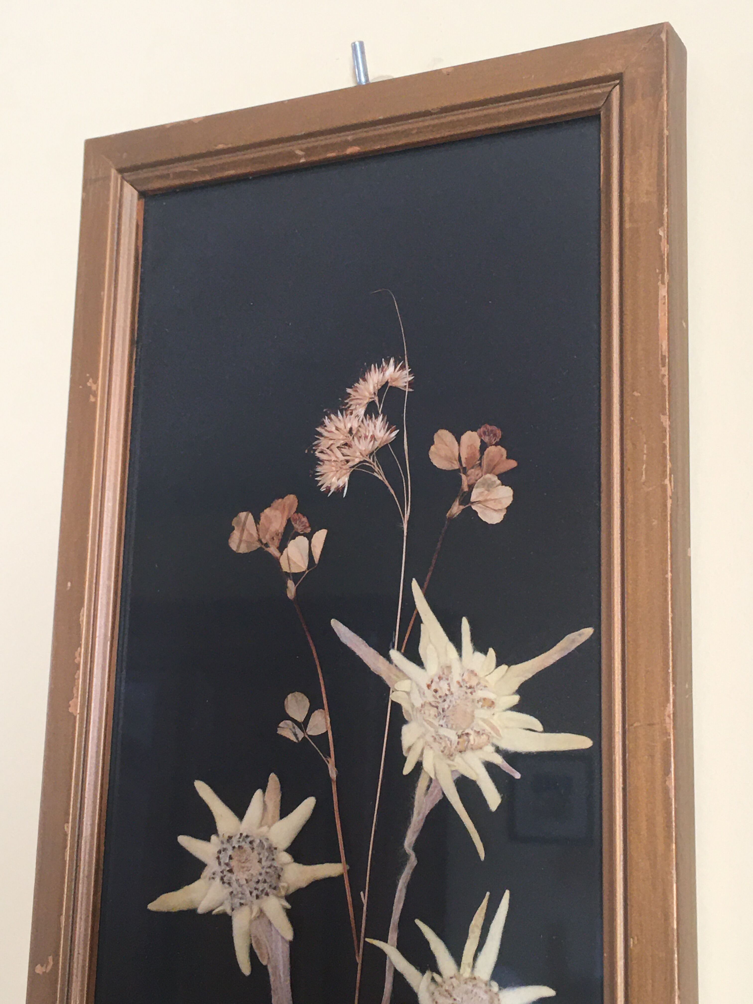 Mountain Herbier Edelweiss