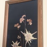 Mountain Herbier Edelweiss