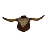 Old trophy ox horns or bull
