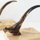 Pair of vintage peacock bookends