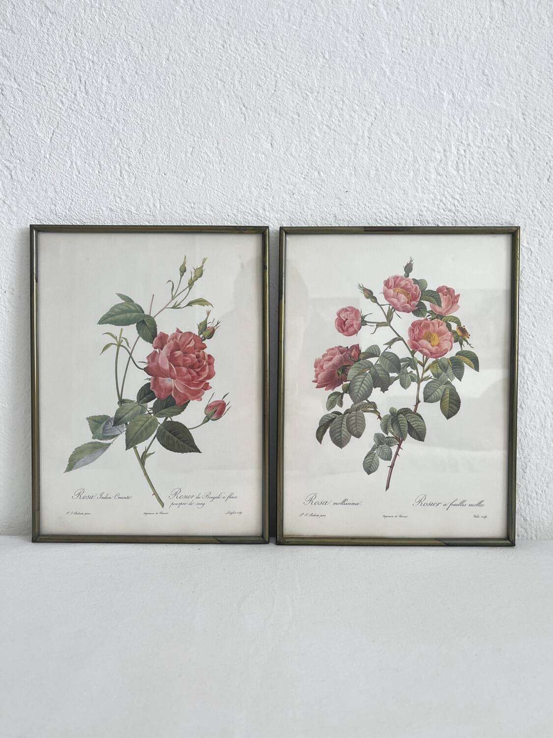Rose Lithographs by Pierre Joseph Redouté vintage botanical posters