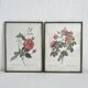 Rose Lithographs by Pierre Joseph Redouté vintage botanical posters