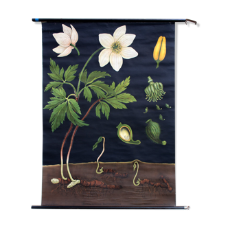 Shows teaching the wood anemone, 1968