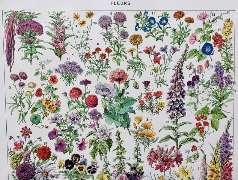 Illustration ancienne Millot "Fleurs annuelles ou bisanuelles"