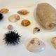 Collection de coquillages