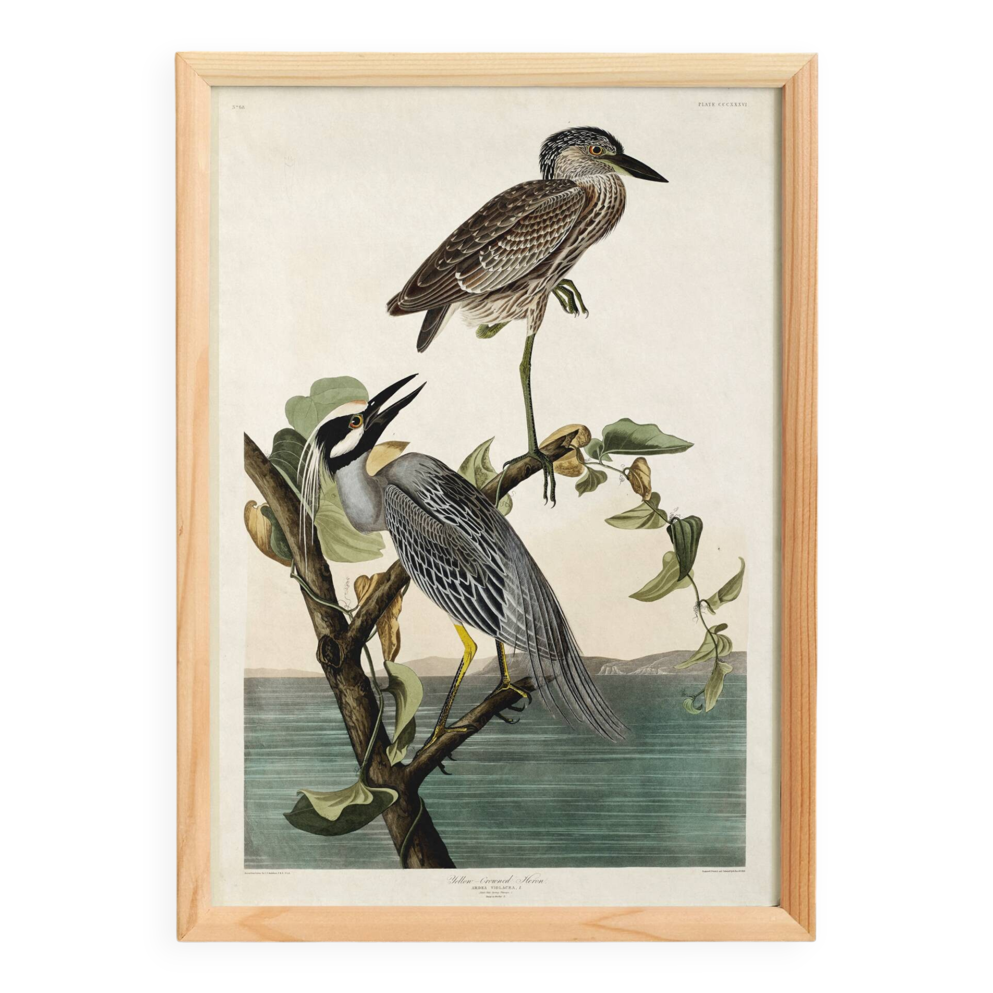 Poster about the violet night heron, based on an old engraving from 1827.