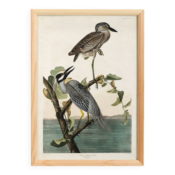 Affiche sur le bihoreau violacé, d’après une gravure ancienne de 1827.