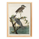 Poster about the violet night heron, based on an old engraving from 1827.