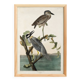 Poster about the violet night heron, based on an old engraving from 1827.