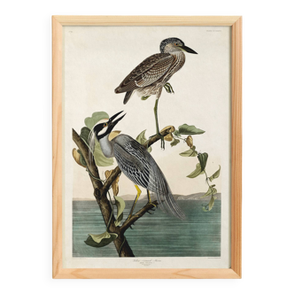 Poster about the violet night heron, based on an old engraving from 1827.