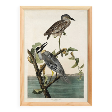 Poster about the violet night heron, based on an old engraving from 1827.