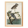 Poster about the violet night heron, based on an old engraving from 1827.