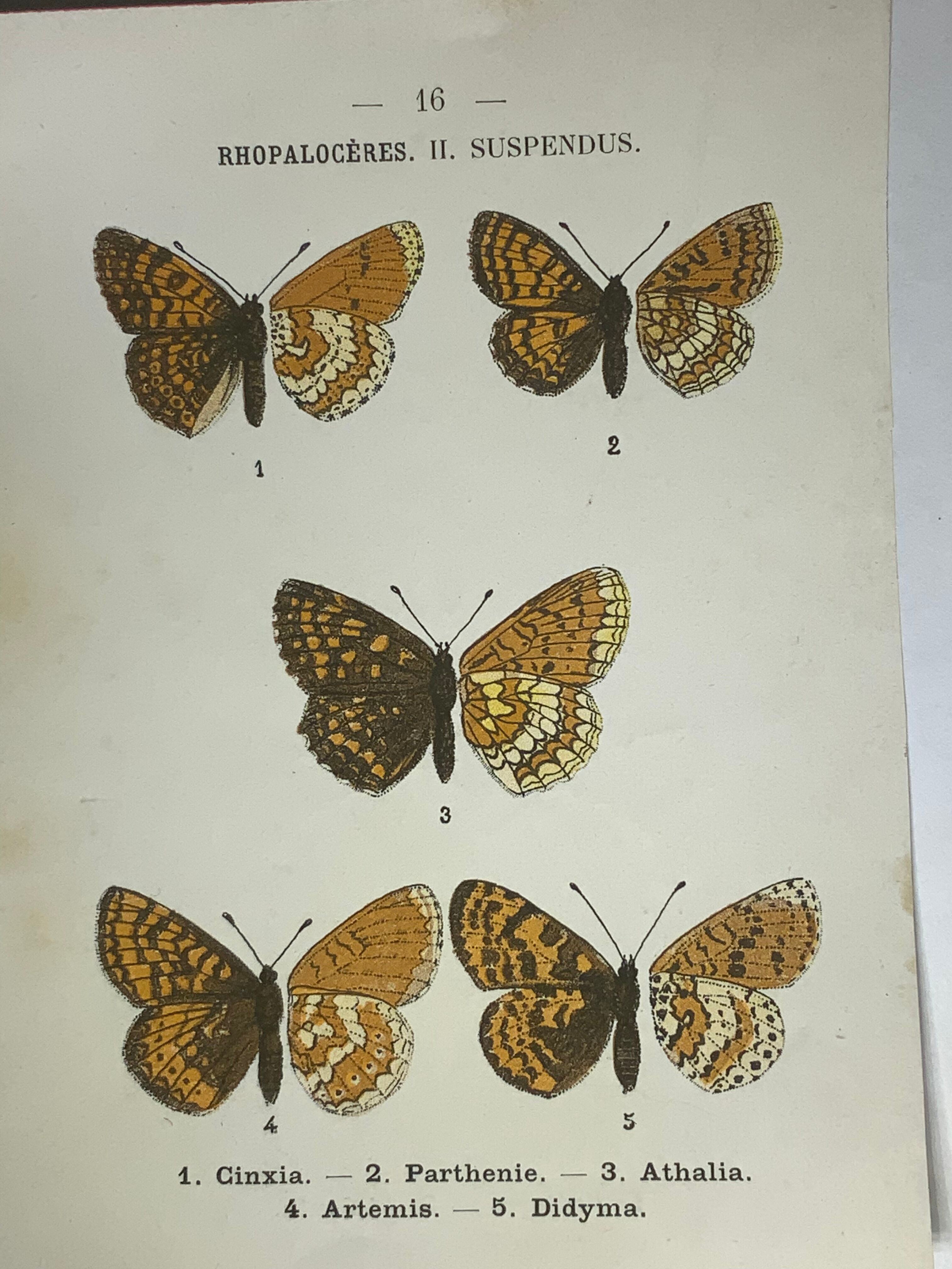 Vintage botanical plate antique butterfly engraving 1903 double-sided G. Denise
