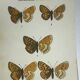 Vintage botanical plate antique butterfly engraving 1903 double-sided G. Denise
