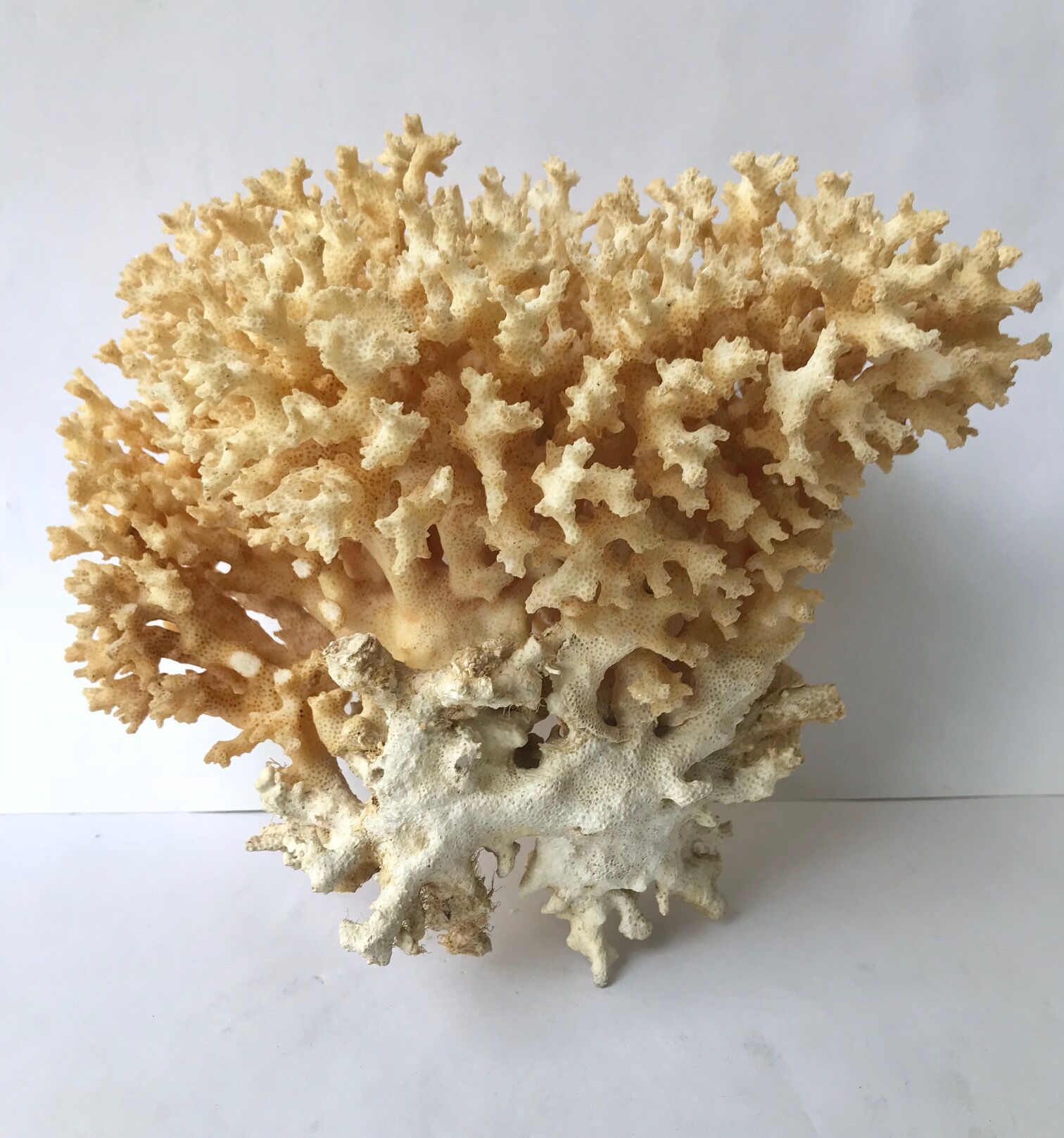 Big bush pacific coral