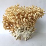 Big bush pacific coral