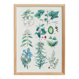 Poster on plants, after an engraving from 1881 (vine, ipecac, polemonium, jujube, coffee tree)