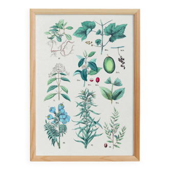 Poster on plants, after an engraving from 1881 (vine, ipecac, polemonium, jujube, coffee tree)