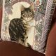 Cushion tapestry cat