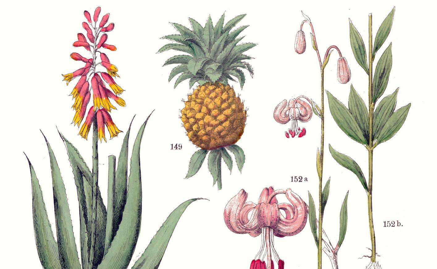 Poster about plants, based on an 1881 engraving "pineapple"