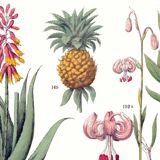 Poster about plants, based on an 1881 engraving "pineapple"