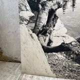 Ancienne photographie arbre noir et blanc XXL