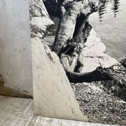Ancienne photographie arbre noir et blanc XXL