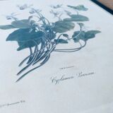 Ancient lithograph framed flower and butterfly