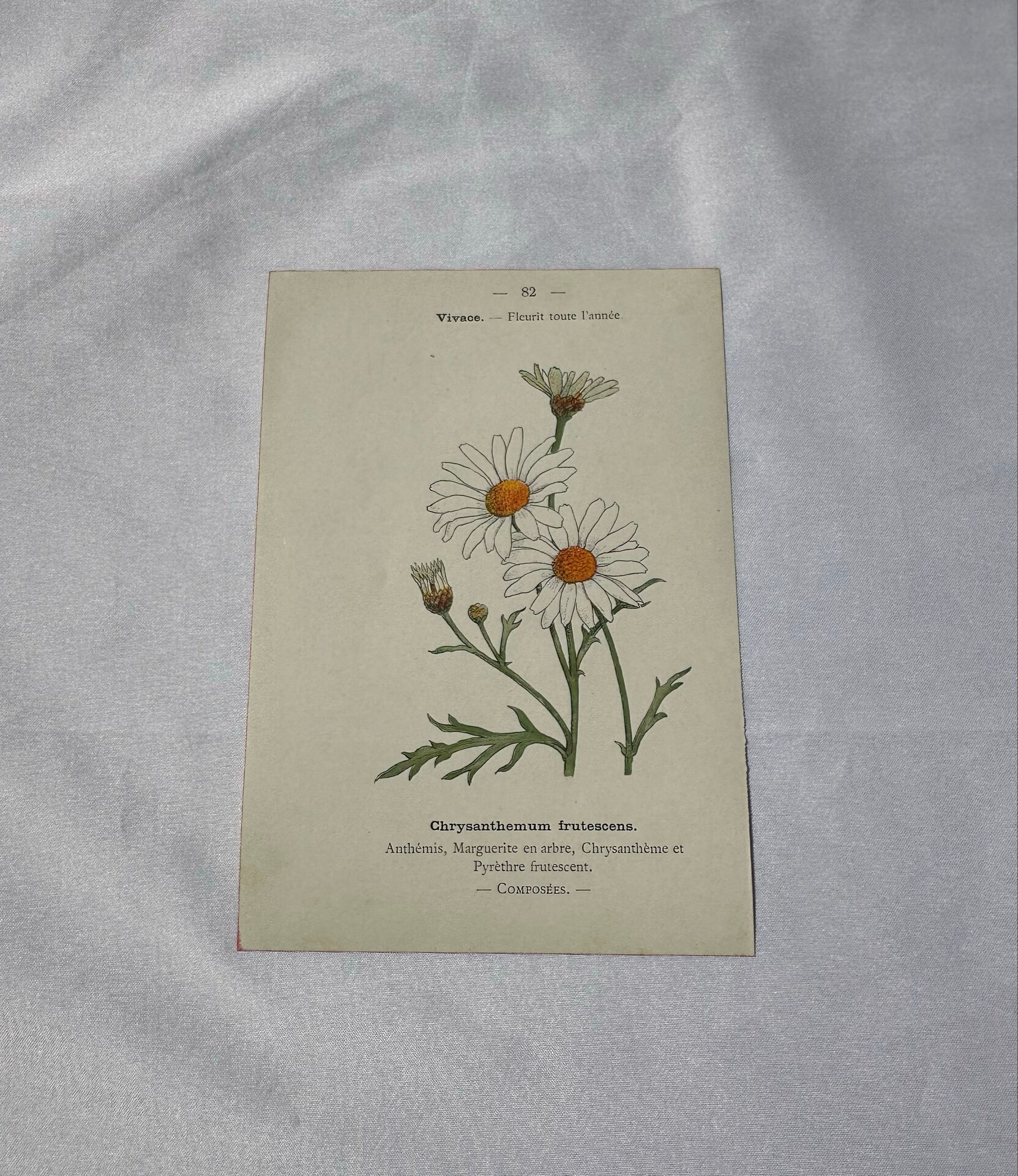 🌿 Botanical Plate Old Naturalist Engraving 19th Century Double-Sided
