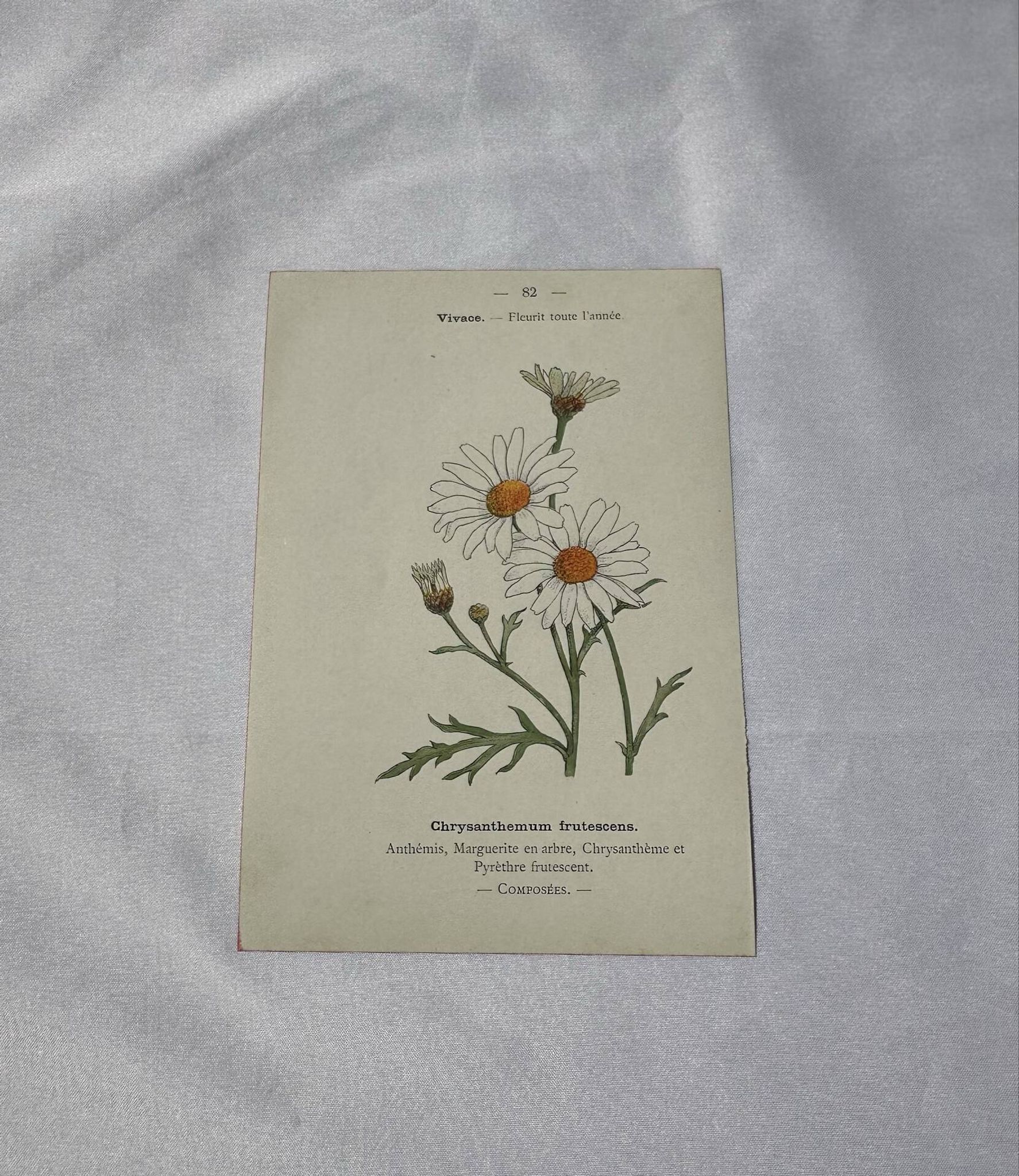 Planche Botanique Gravure naturaliste ancienne 19eme recto verso
