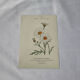 🌿 Botanical Plate Old Naturalist Engraving 19th Century Double-Sided