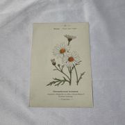 Planche Botanique Gravure naturaliste ancienne 19eme recto verso