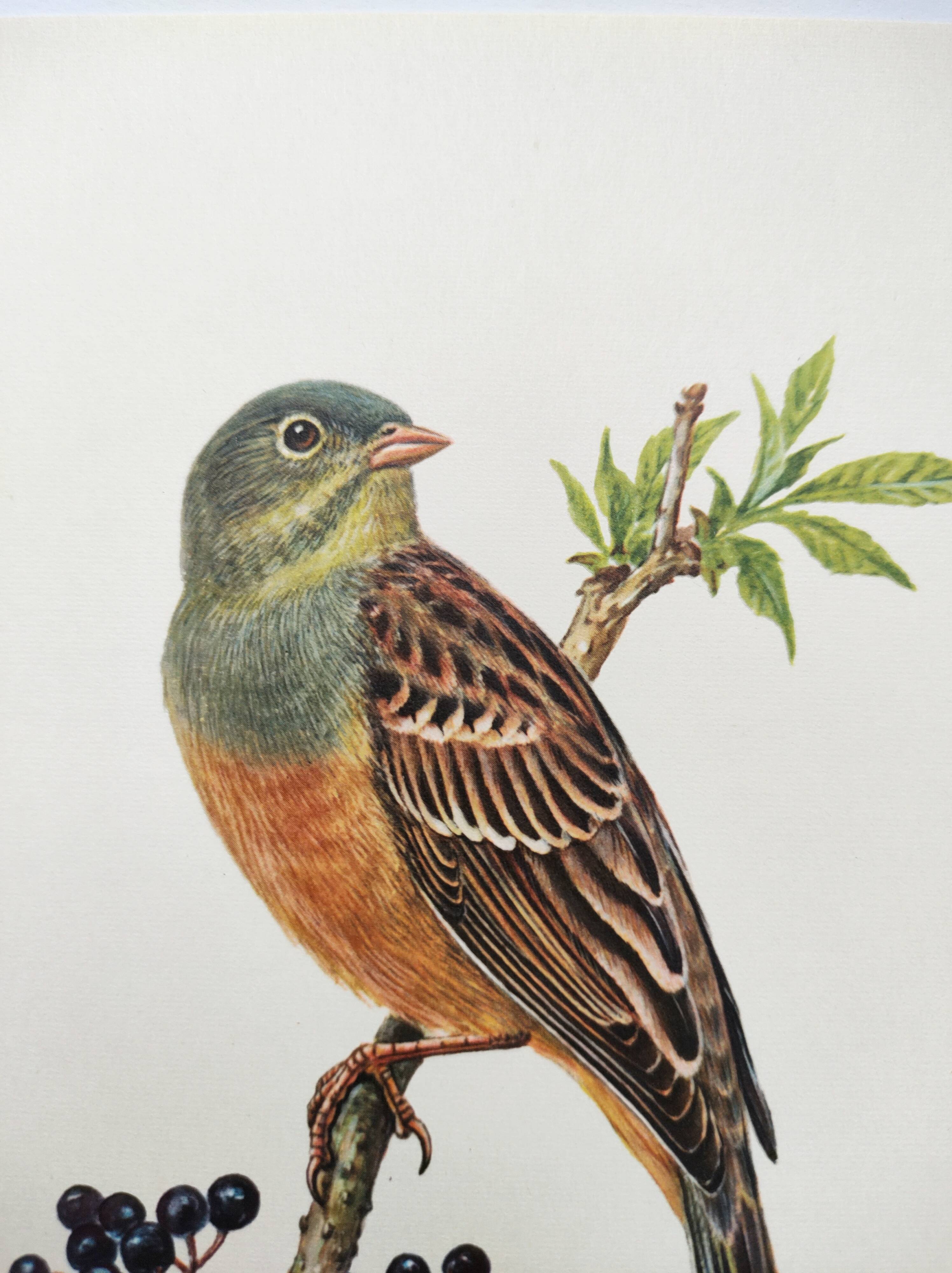 Vintage bird illustration 1960s - Ortolan Bunting - Zoological and ornithological board