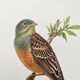 Vintage bird illustration 1960s - Ortolan Bunting - Zoological and ornithological board