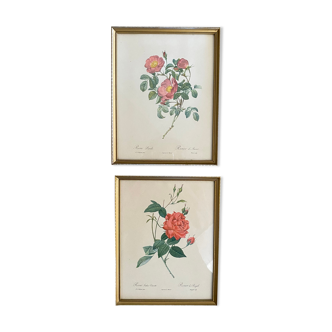 Two botanical frames Redouté, Rose of Bengal and Rosier d Amour.