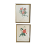 Two botanical frames Redouté, Rose of Bengal and Rosier d Amour.