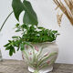White ceramic pot cache of flower slip and old green foliage