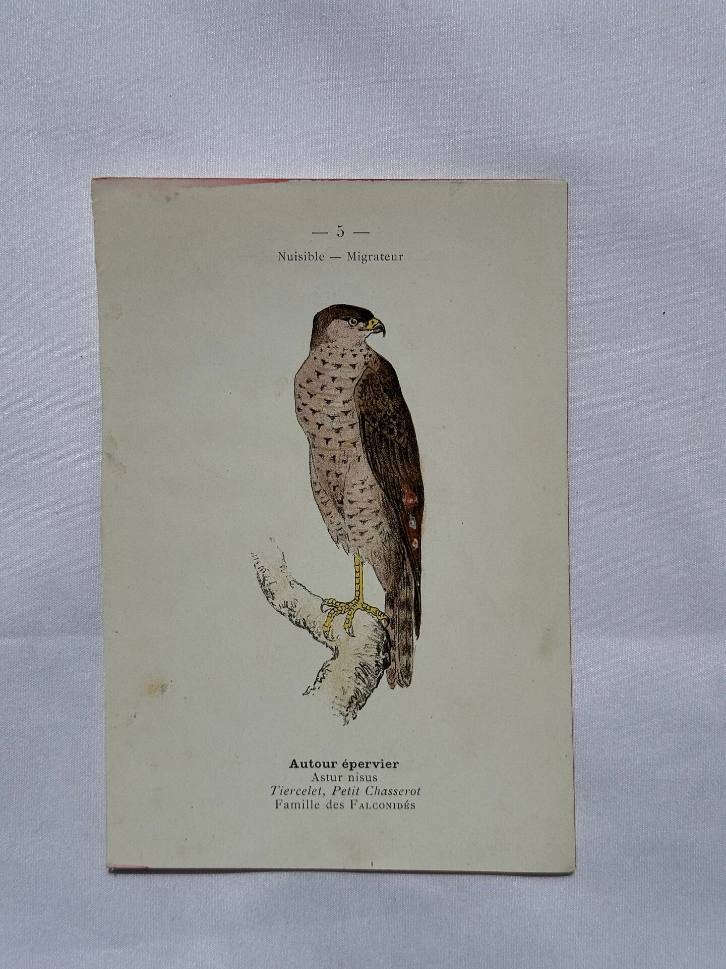 Planche Botanique Gravure oiseaux naturaliste  19eme recto verso  A