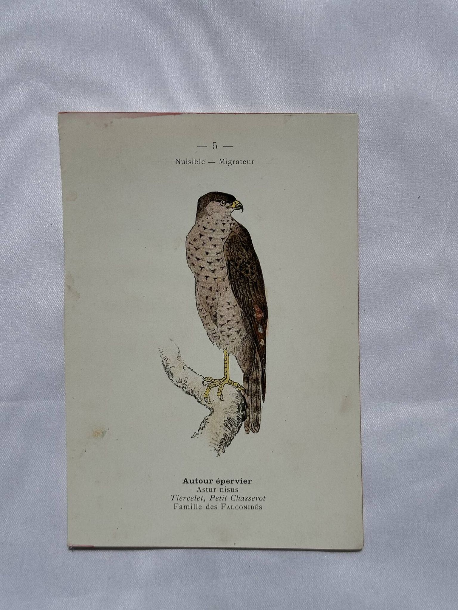 Planche Botanique Gravure oiseaux naturaliste  19eme recto verso  A