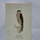 Planche Botanique Gravure oiseaux naturaliste  19eme recto verso  A