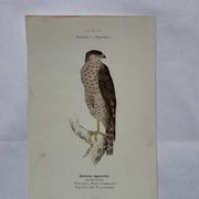 Planche Botanique Gravure oiseaux naturaliste  19eme recto verso  A