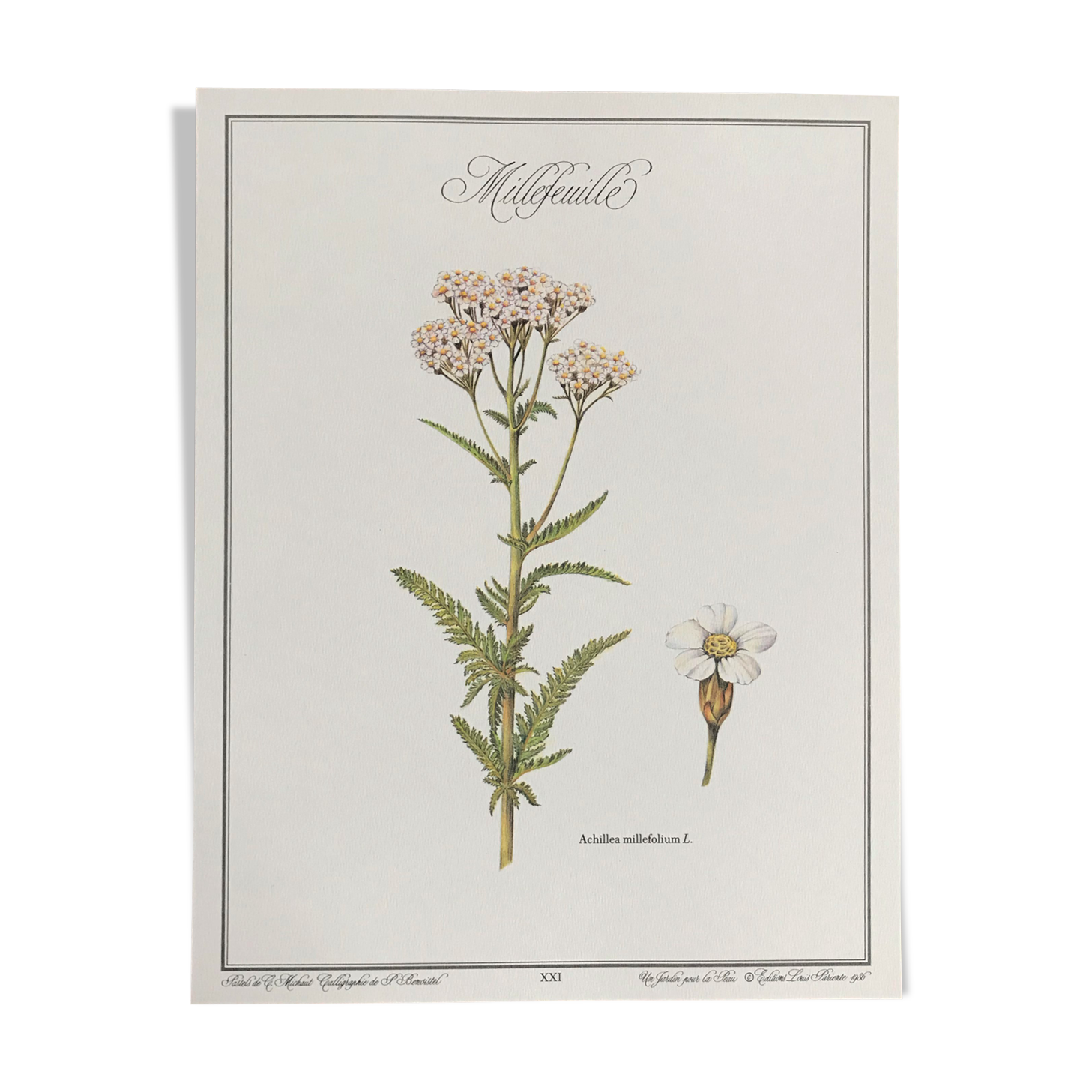 Botanical plank the Millefeuille