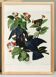 Poster of the White-crowned Pigeon, after an old engraving